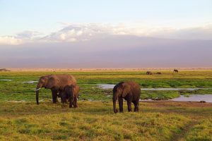 Mietwagen in Kenia